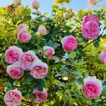 Chiesa Storica Del 1757 Con Vista Mare E Giardino Apartment